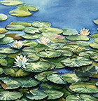 Water Lilies