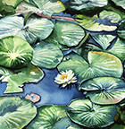 Water Lilies